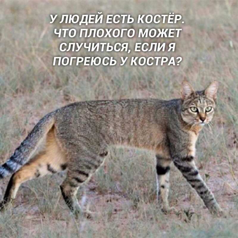 Felis Silvestris lybica
