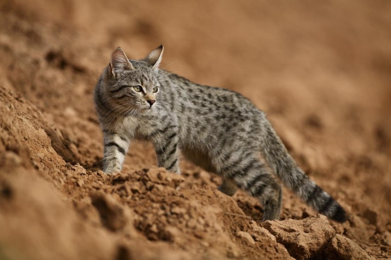 Дикая Буланая нубийская кошка