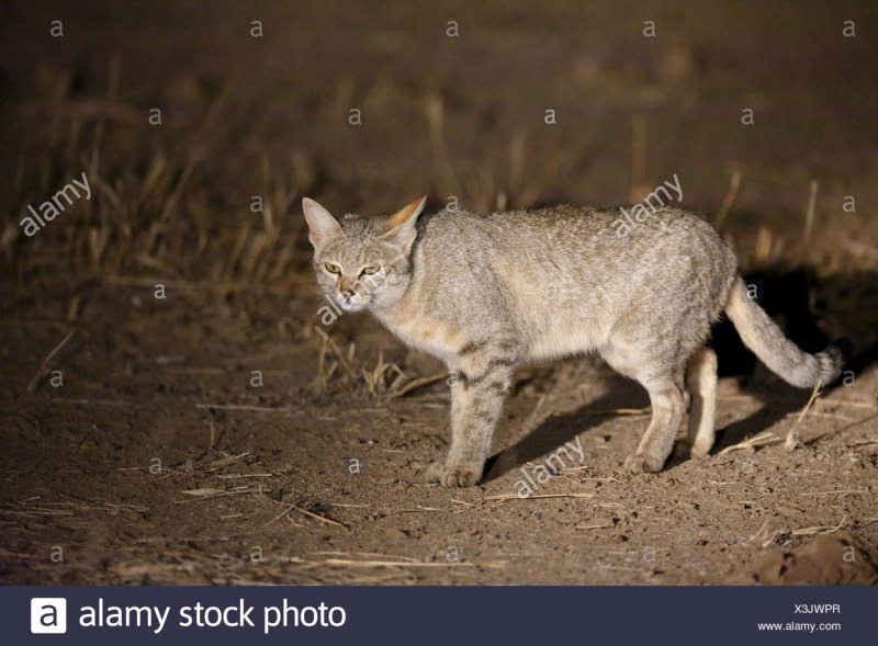 Степной кот Felis Silvestris lybica