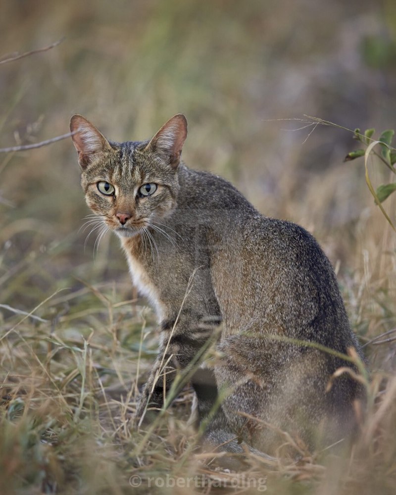Степная кошка (Felis Libyca)
