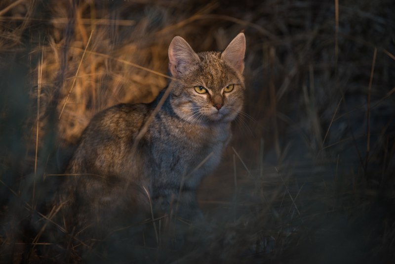 Степной кот Felis Libyca (Forster, 1780)