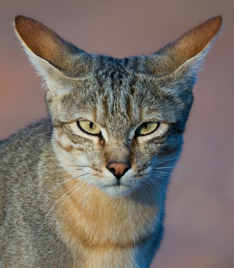 Нубийская Дикая кошка