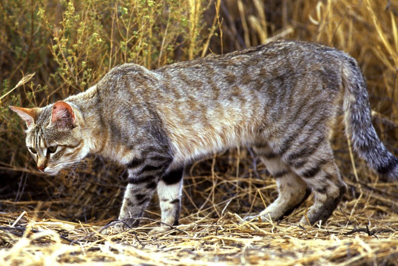 Степной кот Felis Silvestris lybica