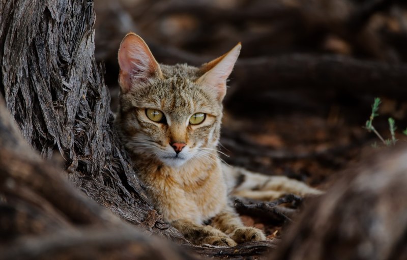 Природа Грузия дики кошка