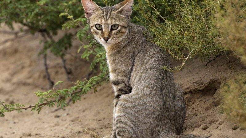 Felis Silvestris lybica ббс