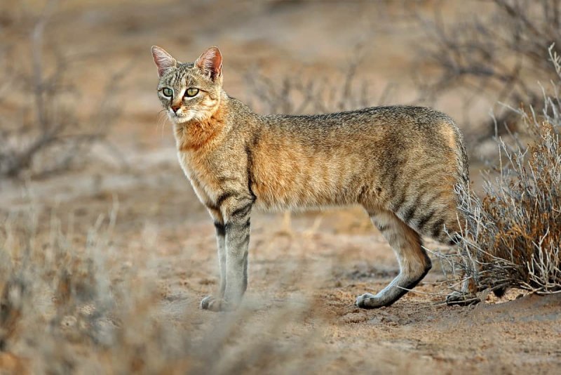 Африканская Дикая кошка (Felis lybica)
