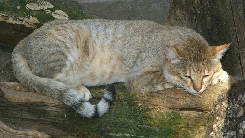 Лесной кот