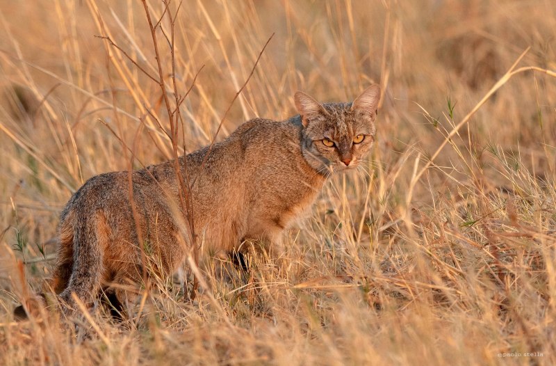 Степной кот Felis Libyca (Forster, 1780)