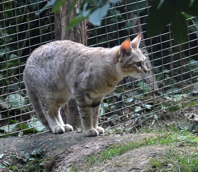 Felis lybica