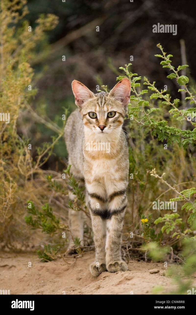 Быстрые ответы быстрый ответ Степной кот Felis Silvestris lybica