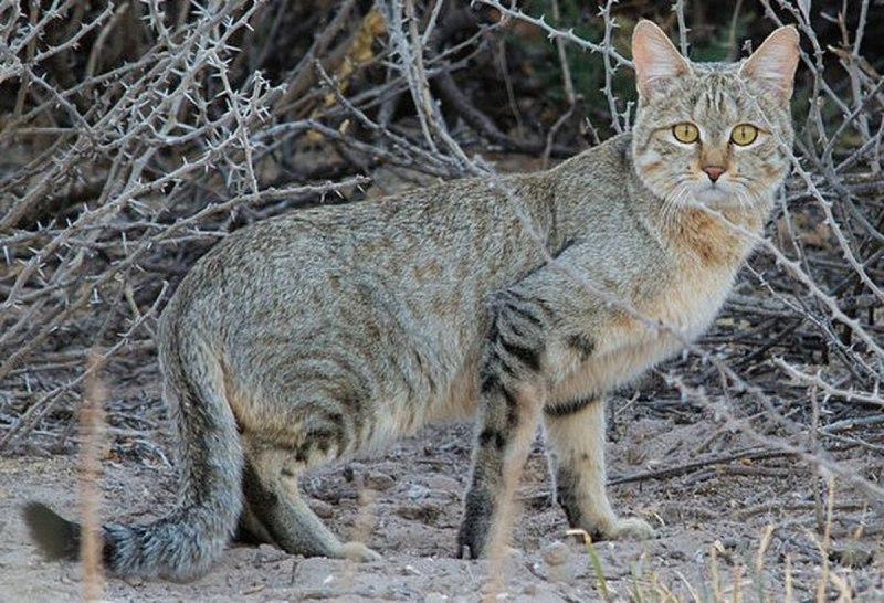 Степной кот Felis Libyca (Forster, 1780)