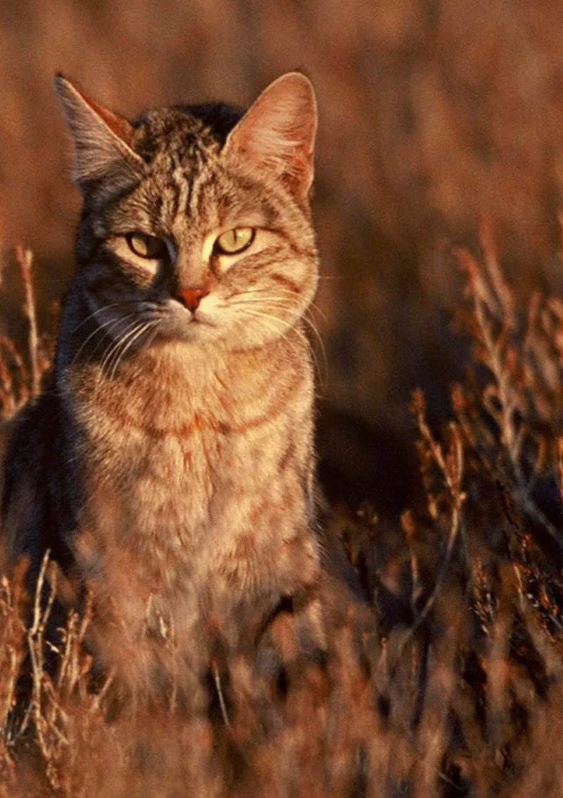 Ливийская Буланая кошка