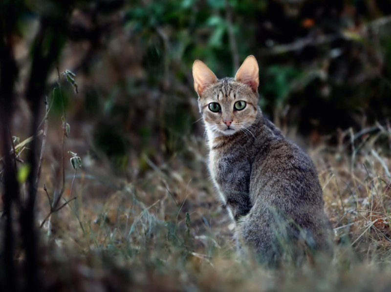 Felis Silvestris lybica ббс