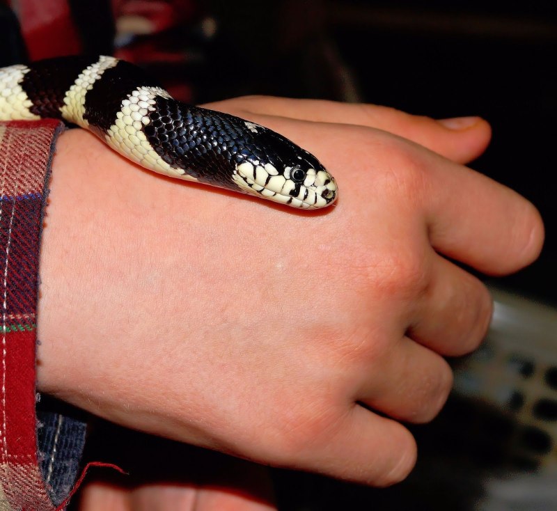 Lampropeltis getula californiae "Banded"