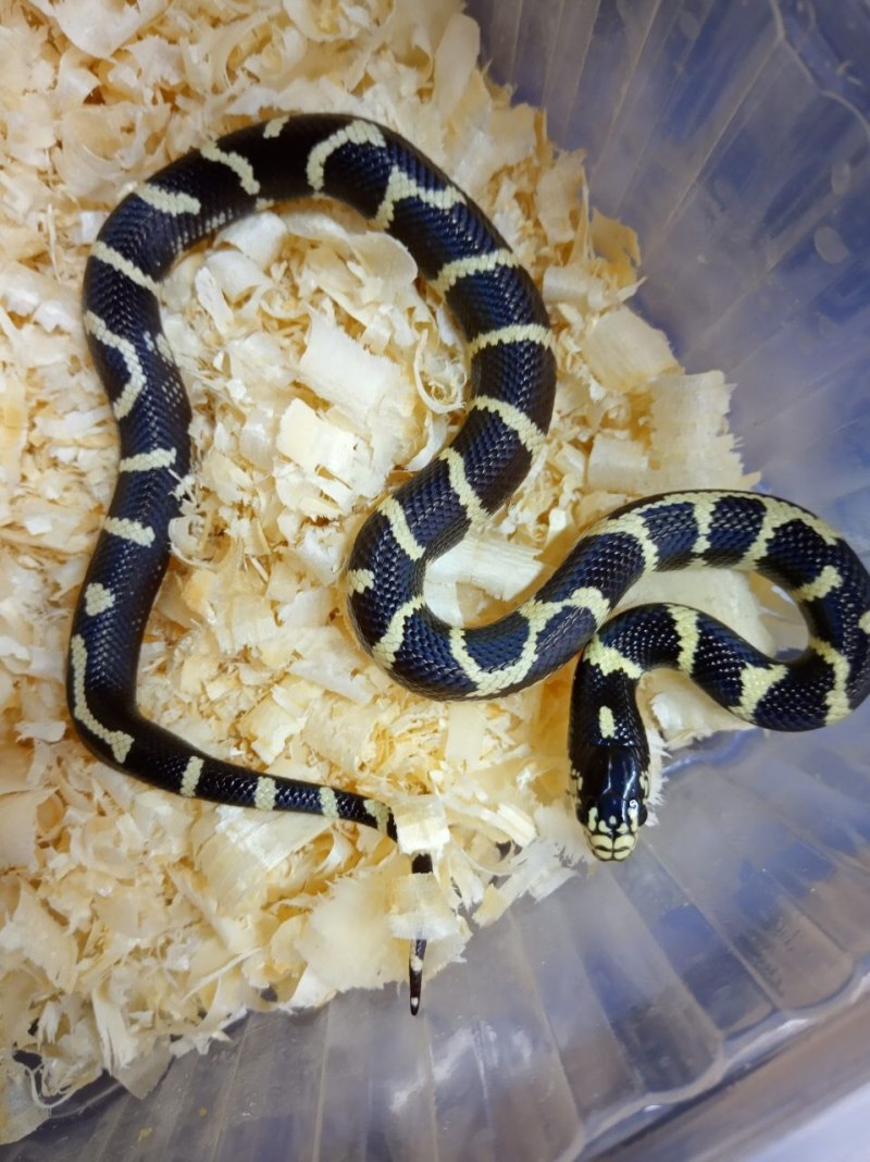 Калифорнийская Королевская змея. (Lampropeltis getulus nitida)