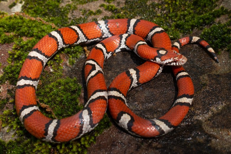 Поперечнополосатая Королевская змея Lampropeltis Triangulum
