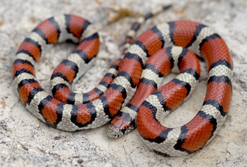 Королевская змея (Lampropeltis)