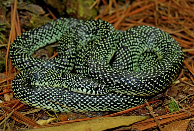 Lampropeltis holbrooki