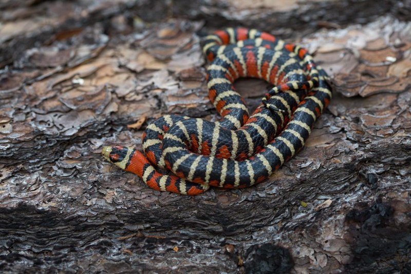 Lampropeltis pyromelana Woodini