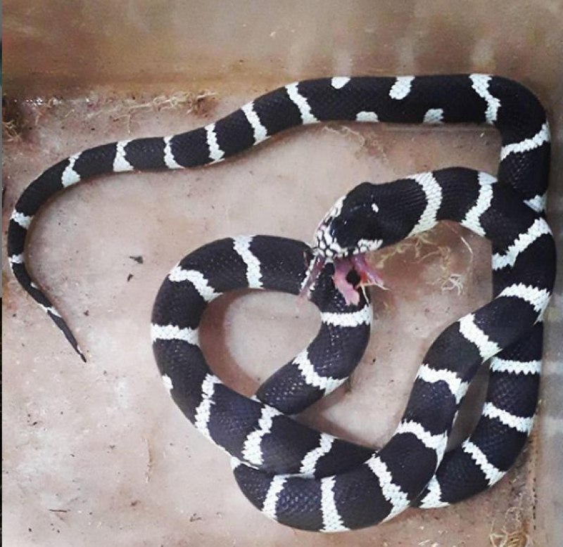 Королевская змея (Lampropeltis)