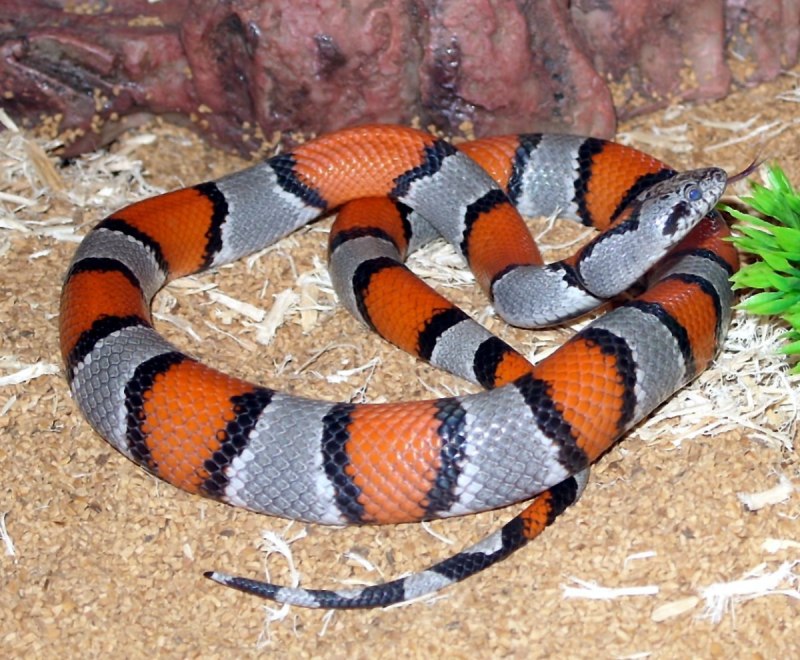 Королевская змея (Lampropeltis)