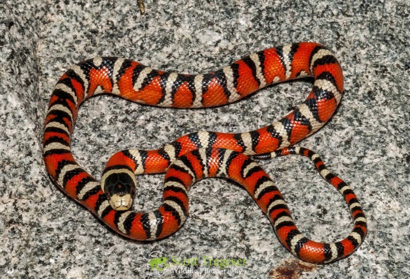 Lampropeltis pyromelana