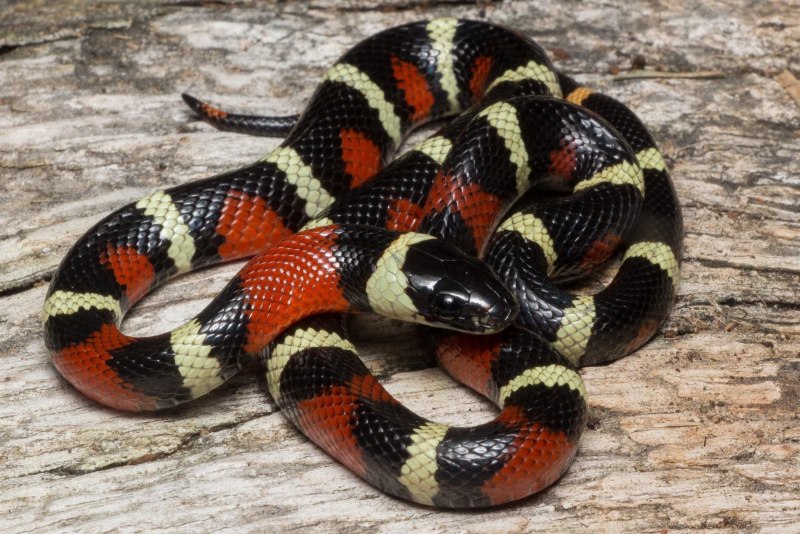 Lampropeltis Triangulum