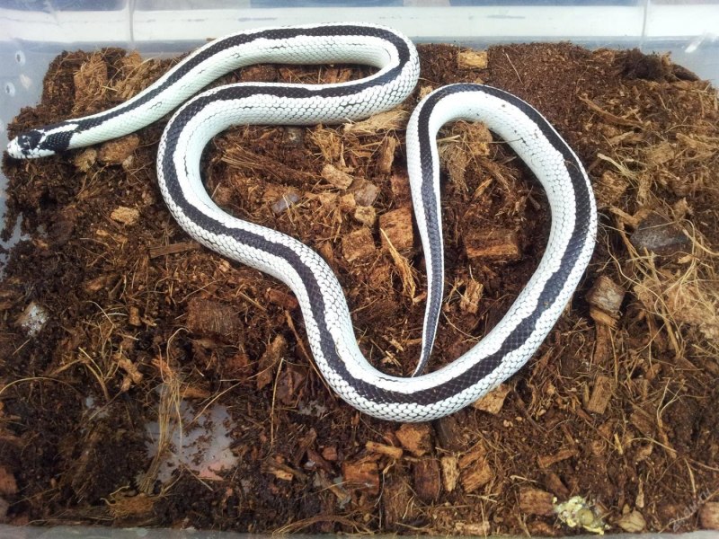 Королевская змея Калифорнийская Albino Striped