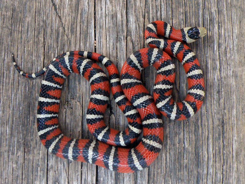 Королевская змея (Lampropeltis)