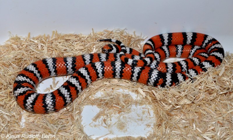 Lampropeltis getula zonata