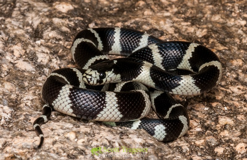 Калифорнийская Королевская змея. (Lampropeltis getulus nitida)