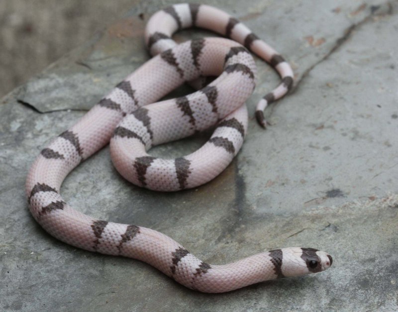 Королевская змея (Lampropeltis)