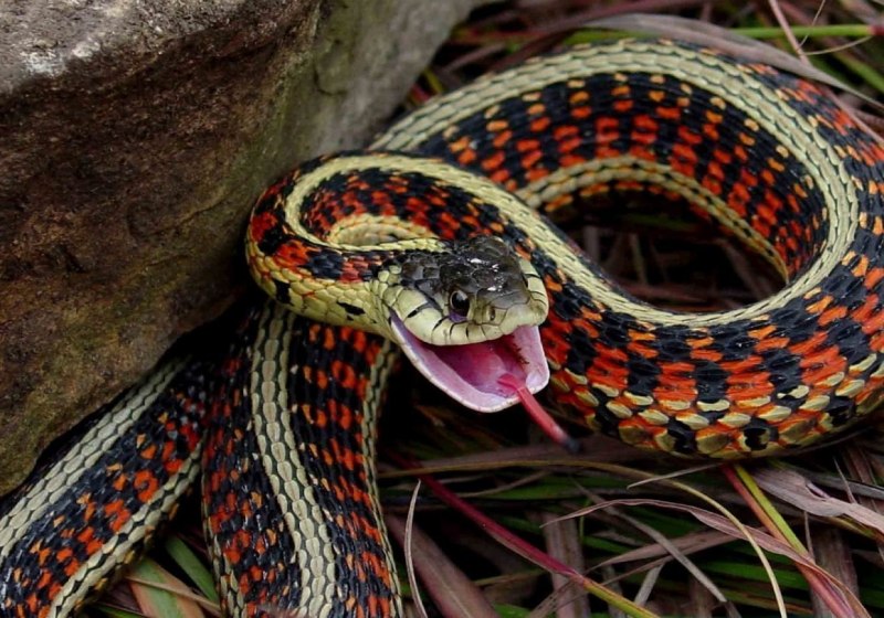 Подвязочная змея (Thamnophis sirtalis)