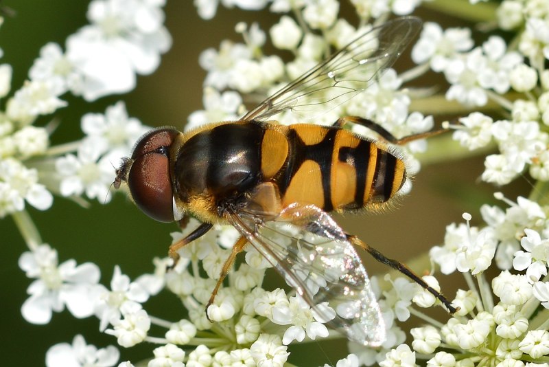 Муха Eristalis