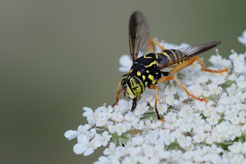 Spilomyia saltuum