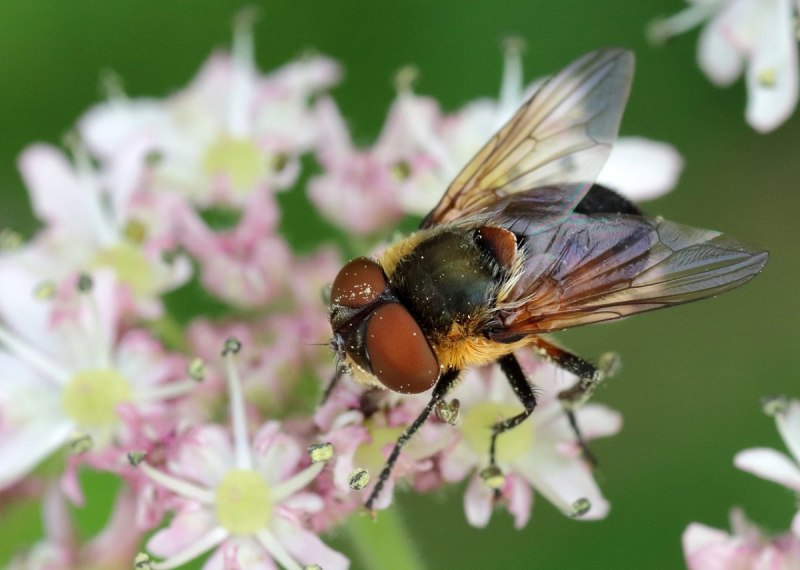 Insect pollination