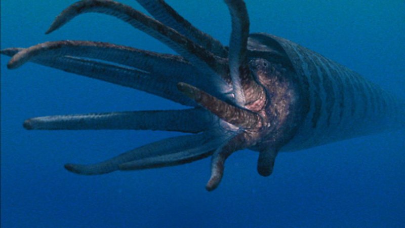 Bbc: прогулки с морскими чудовищами сериал
