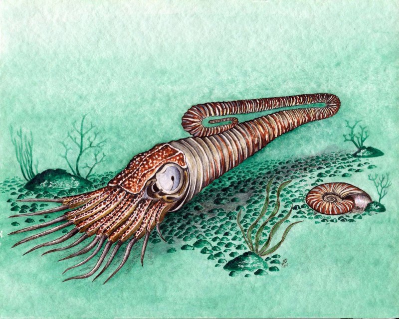 Diplomoceras maximum