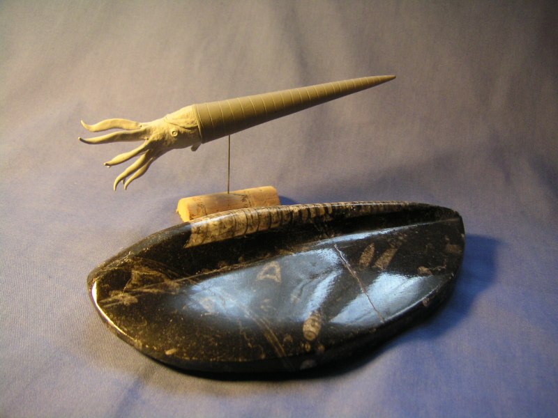 Orthoceras regulare