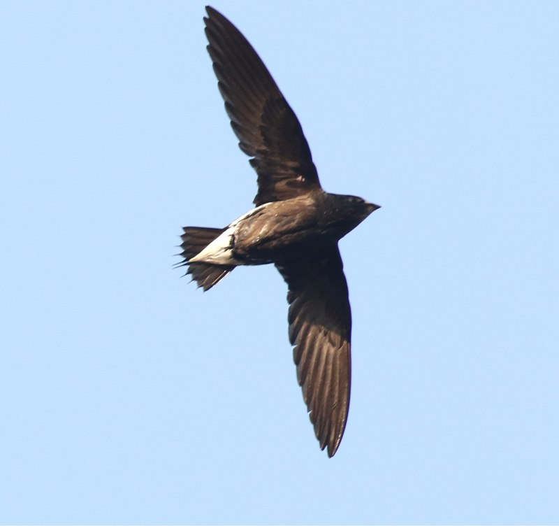 Hirundapus celebensis