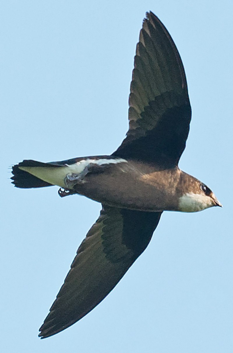 Иглохвостый Стриж (Hirundapus caudacutus)