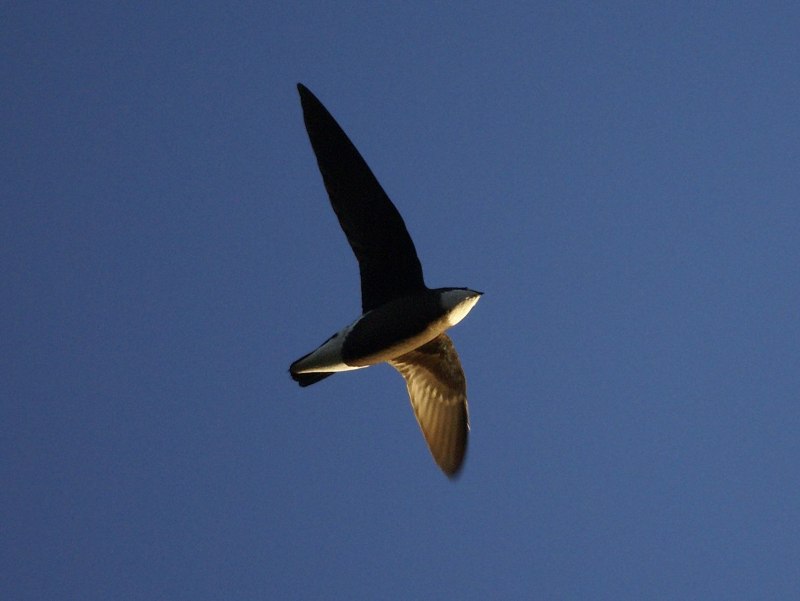 Spine-tailed Swift