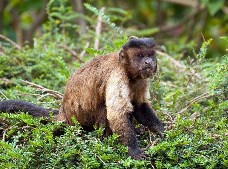 Brown Capuchin Monkey