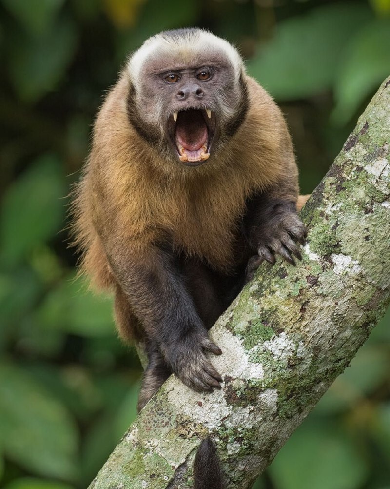 Tufted Capuchin