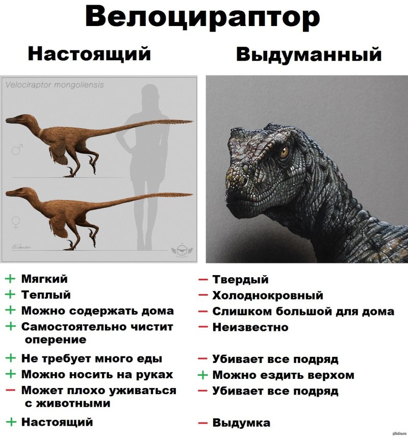 Размеры раптора динозавра