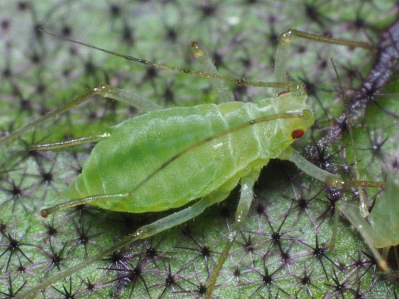 Macrosiphum euphorbiae