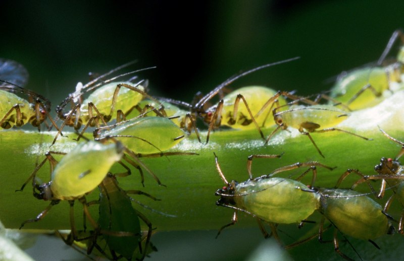 Зеленая Яблоневая тля (Aphis Pomi)