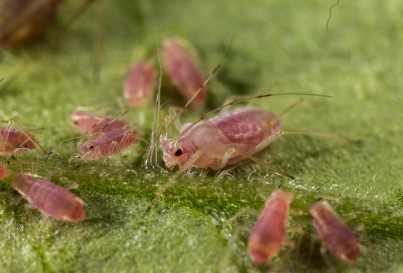 Macrosiphum euphorbiae
