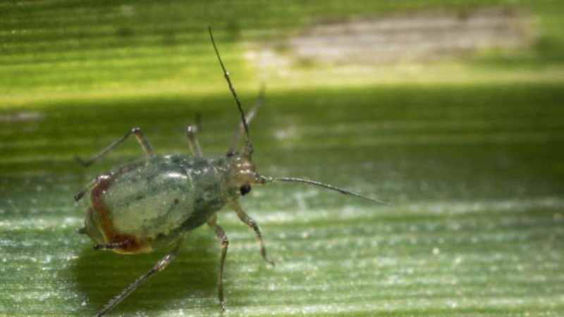 Rhopalosiphum Padi