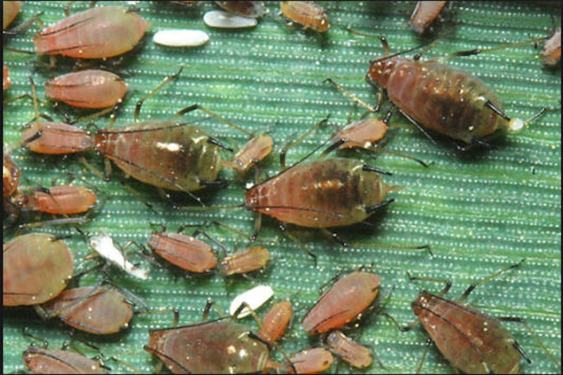 Большая злаковая тля (Sitobion avenae f.